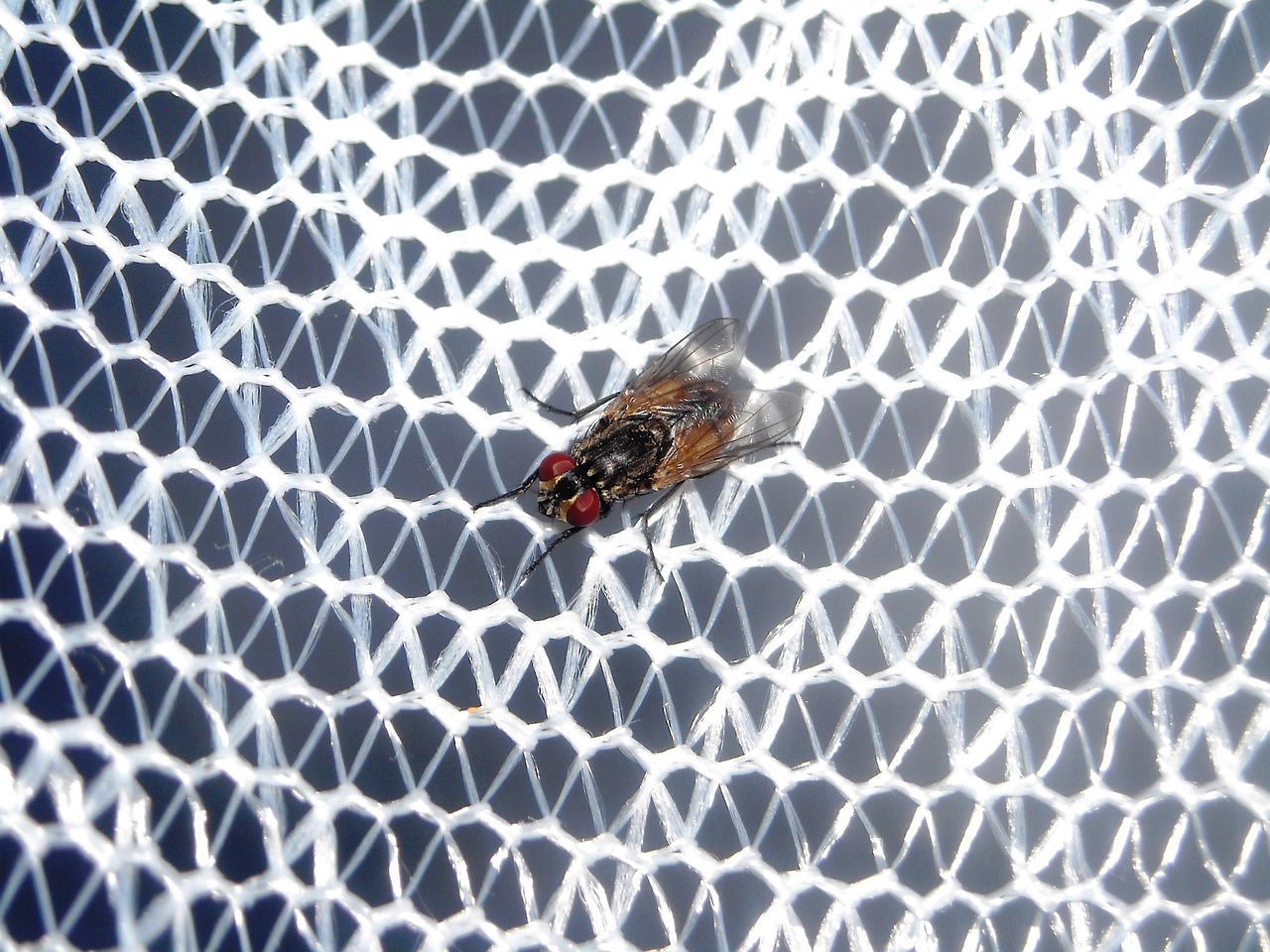 Guide til hængekøjer — sådan vælger du den rigtige til outdoor i 2026 7 Hængekøje med myggenet — beskyttelse mod insekter