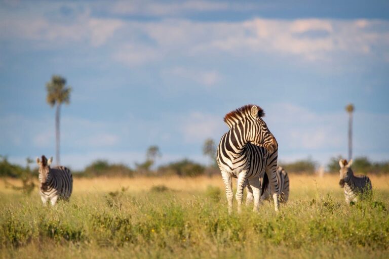Safarirejser