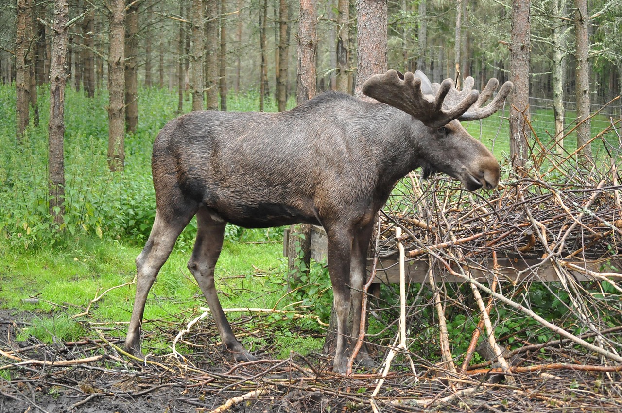 Tiveden og Fulufjället: vandreture i to af Sveriges vildeste nationalparker 8 Elg i svensk skov — Fulufjällets nationalpark
