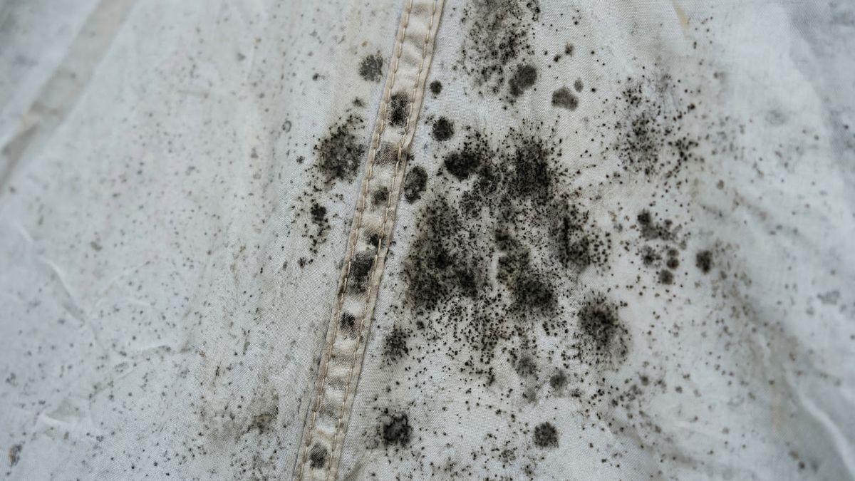 Rengøring af jordslået telt — vask, vedligeholdelse og imprægnering 15 Skimmelsvamp og mug på indersiden af lys teltdug langs syningen