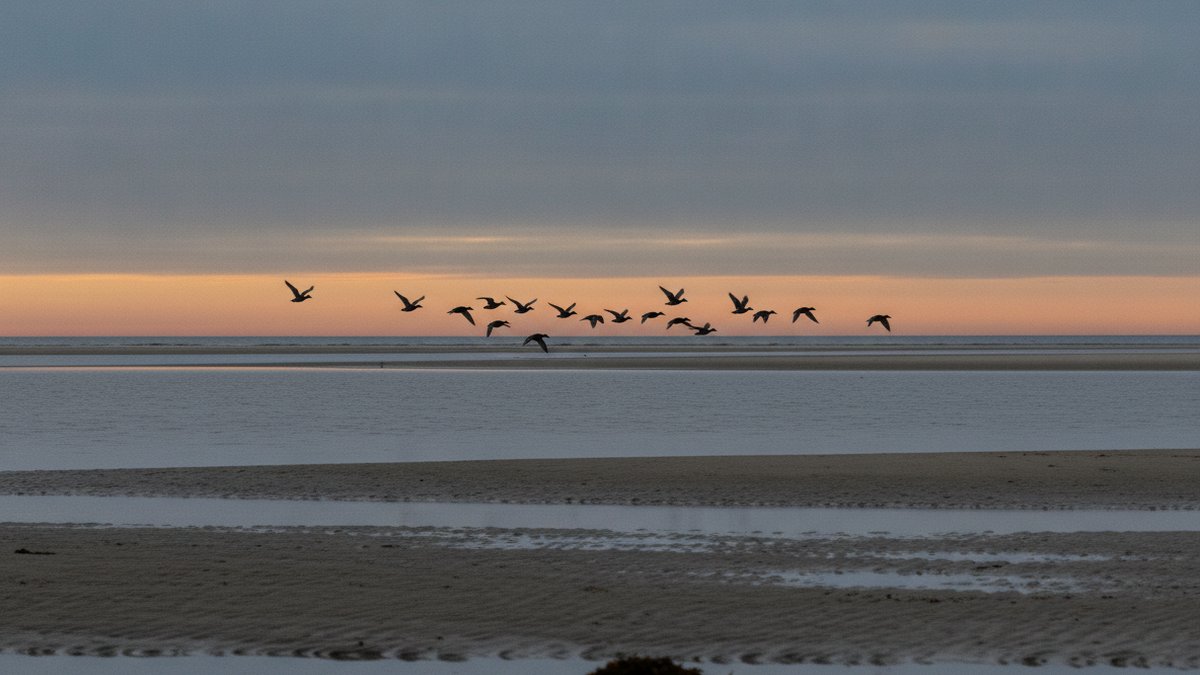 Andejagt: skydetid, steder og grej der virker i mørke 4 Kysten og strandjagten